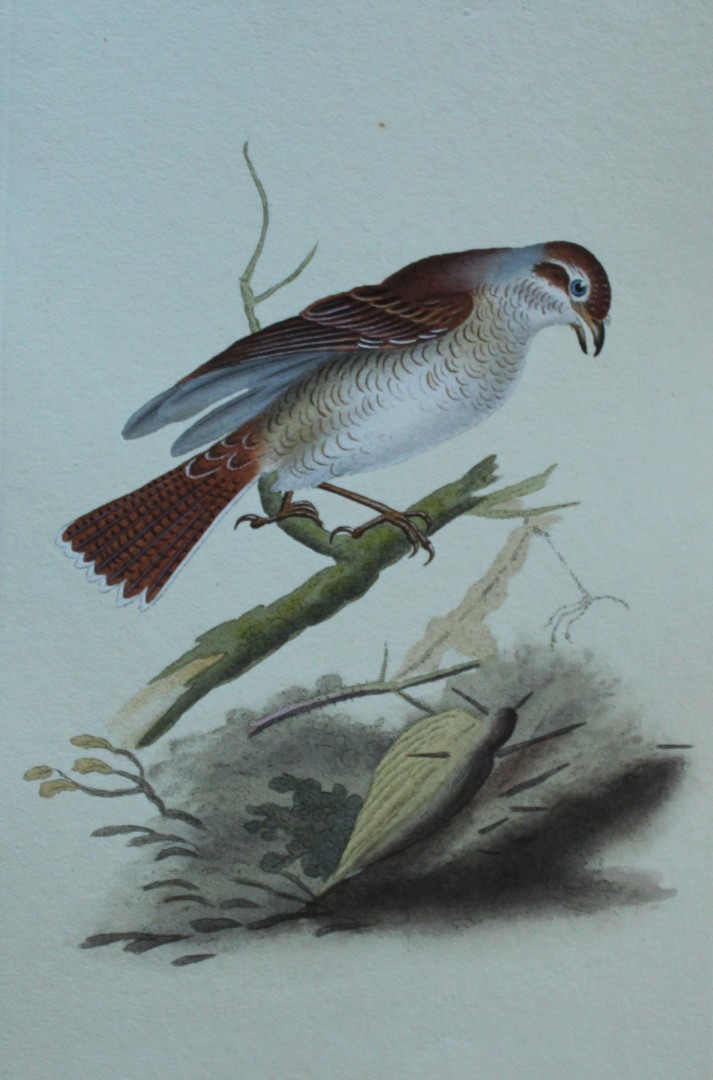 Edward Donovan - Hand-coloured engraving of Red-backed Shrike, female 1794