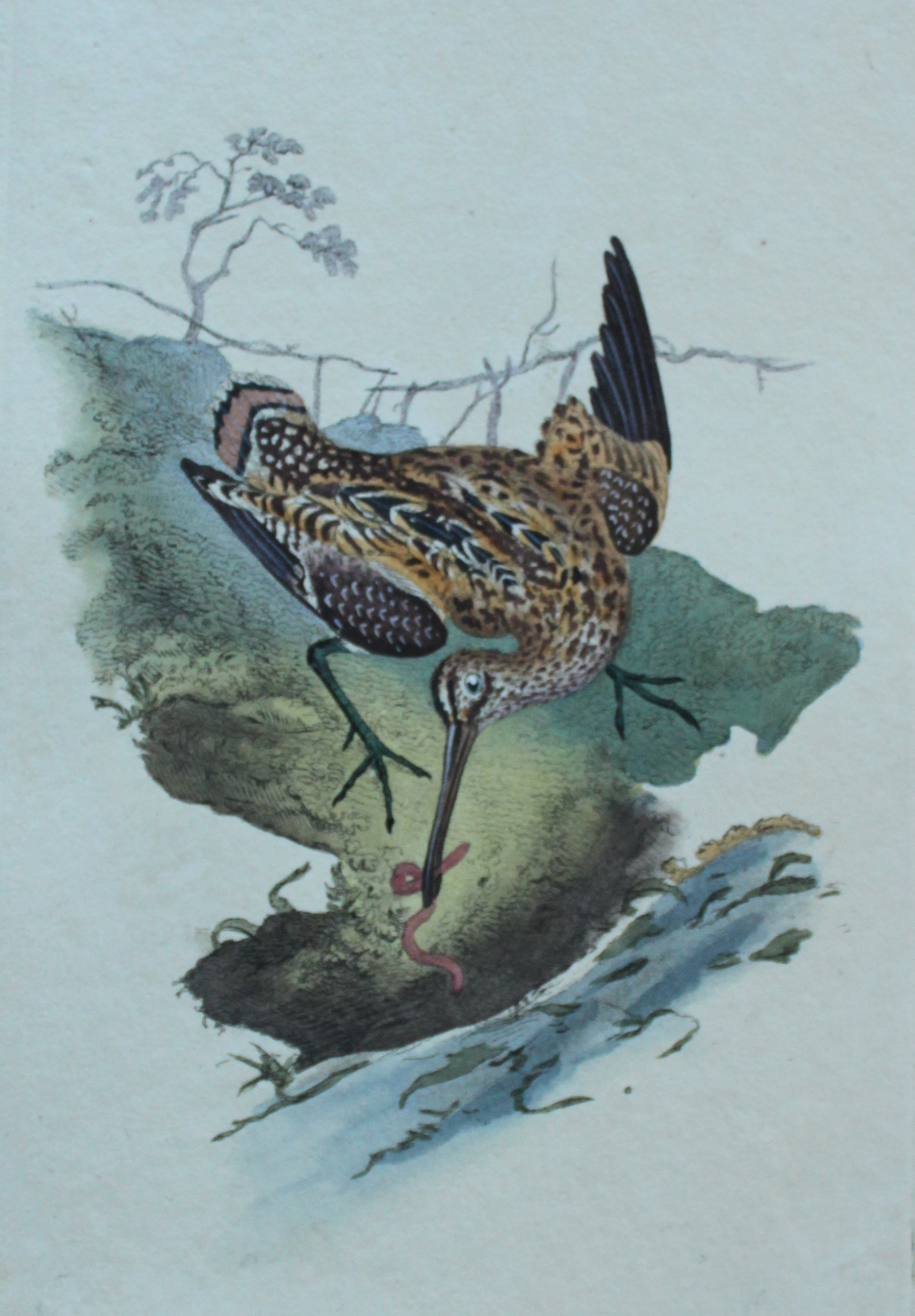 Edward Donovan - Hand-coloured engraving of Common Snipe 1794