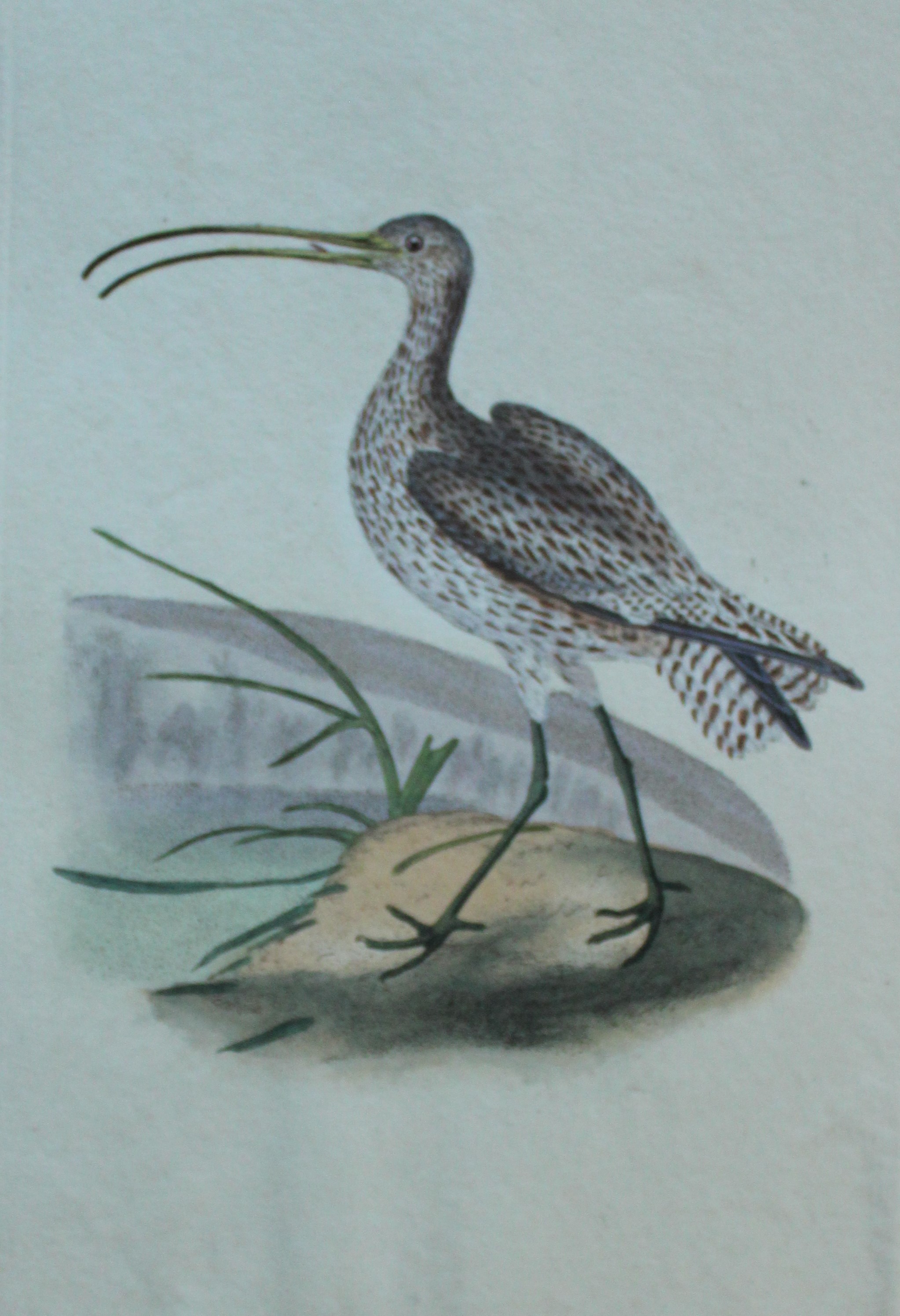 Edward Donovan - Hand-coloured engraving of Curlew 1794