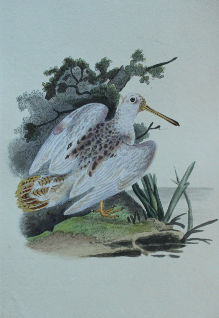Edward Donovan - Hand-coloured engraving of Woodcock Pied White 1794