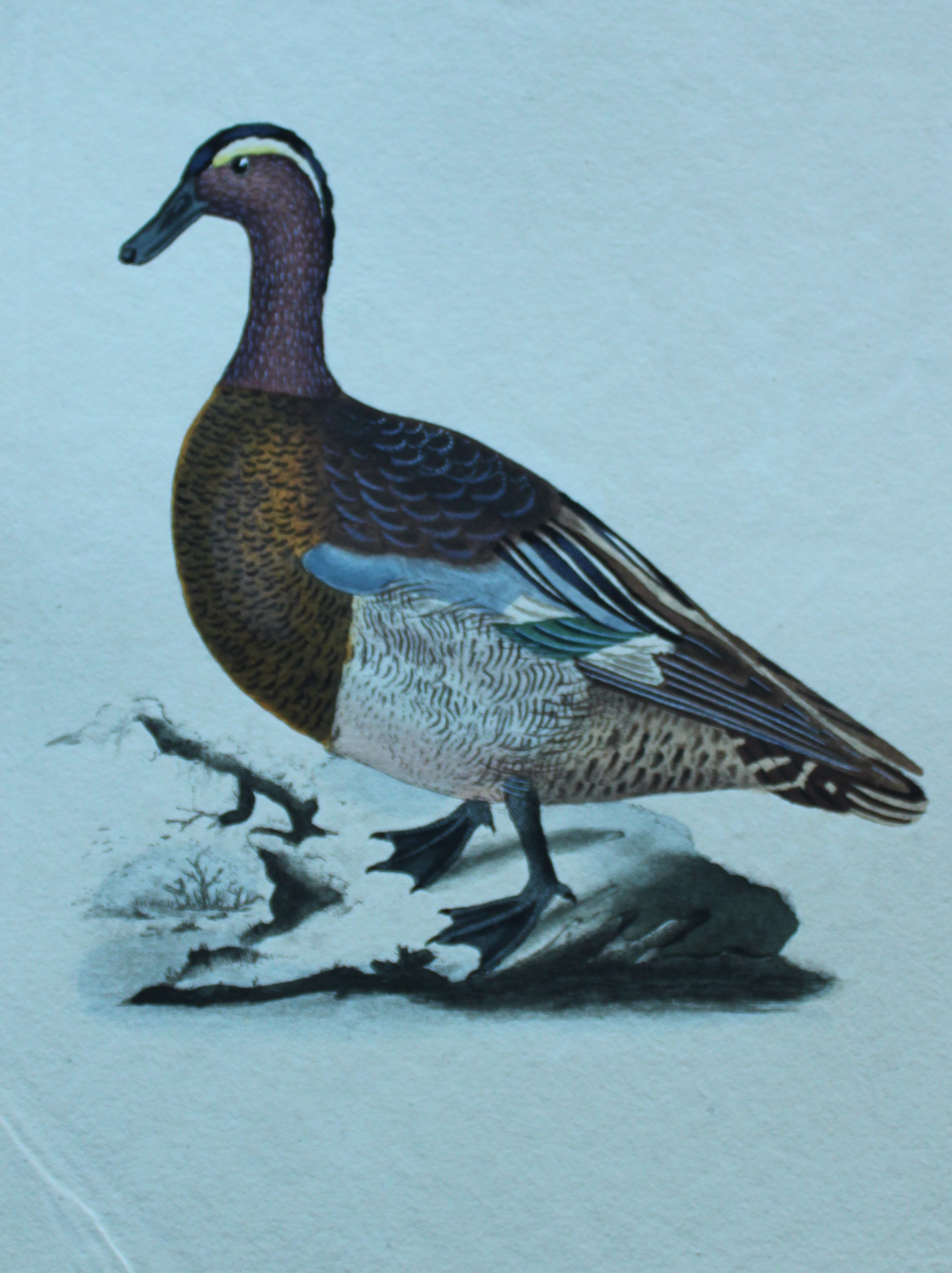 Edward Donovan - Hand-coloured engraving of Garganey 1794
