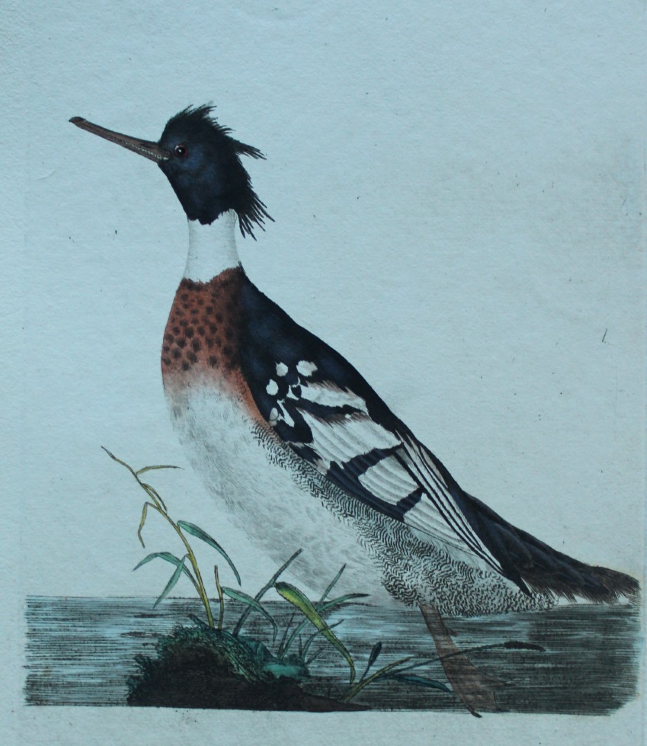 Edward Donovan - Hand-coloured engraving of Red-breasted Merganser 1794