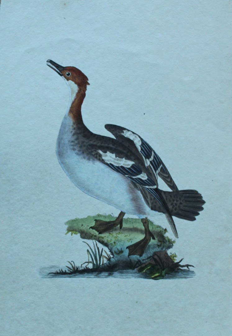 Edward Donovan - Hand-coloured engraving of Redheaded Smew 1794