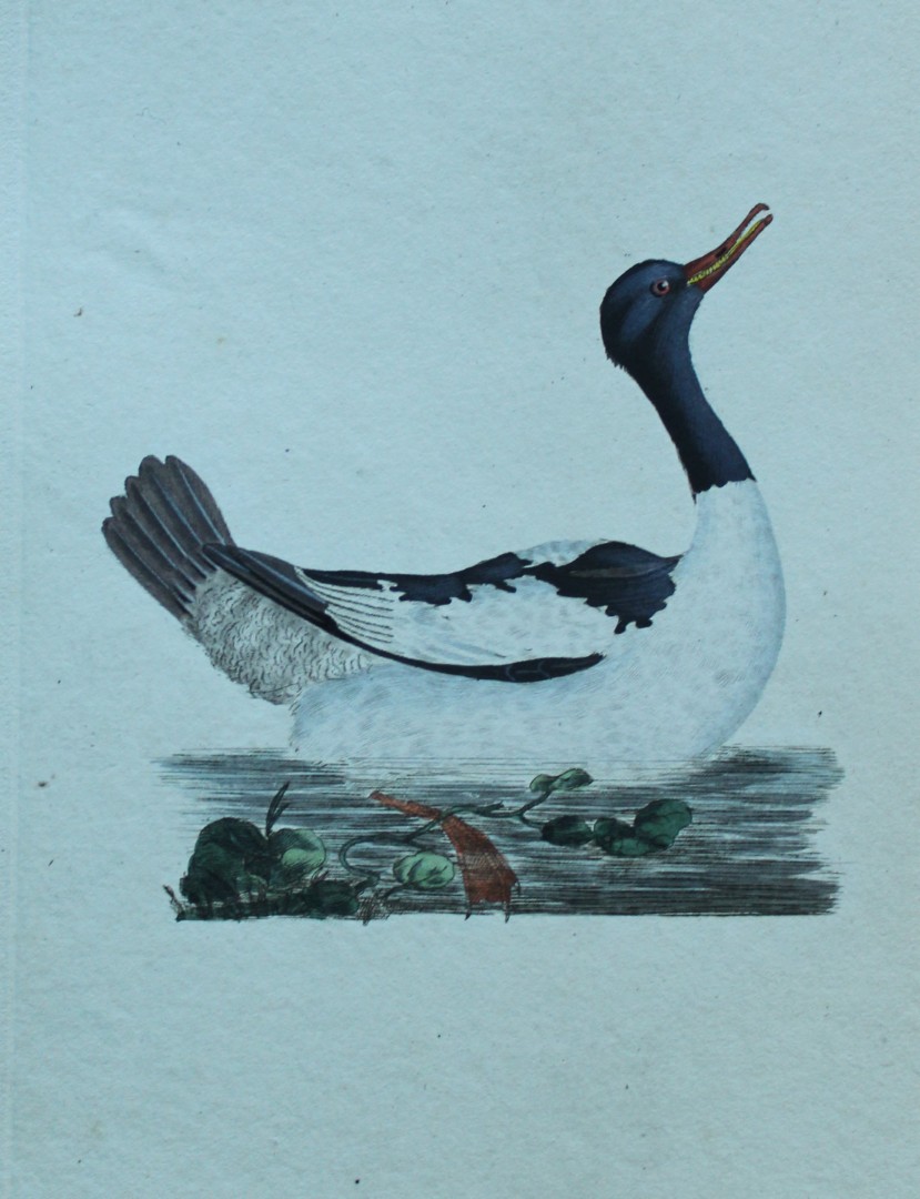 Edward Donovan - Hand-coloured engraving of Goosander, Male 1794