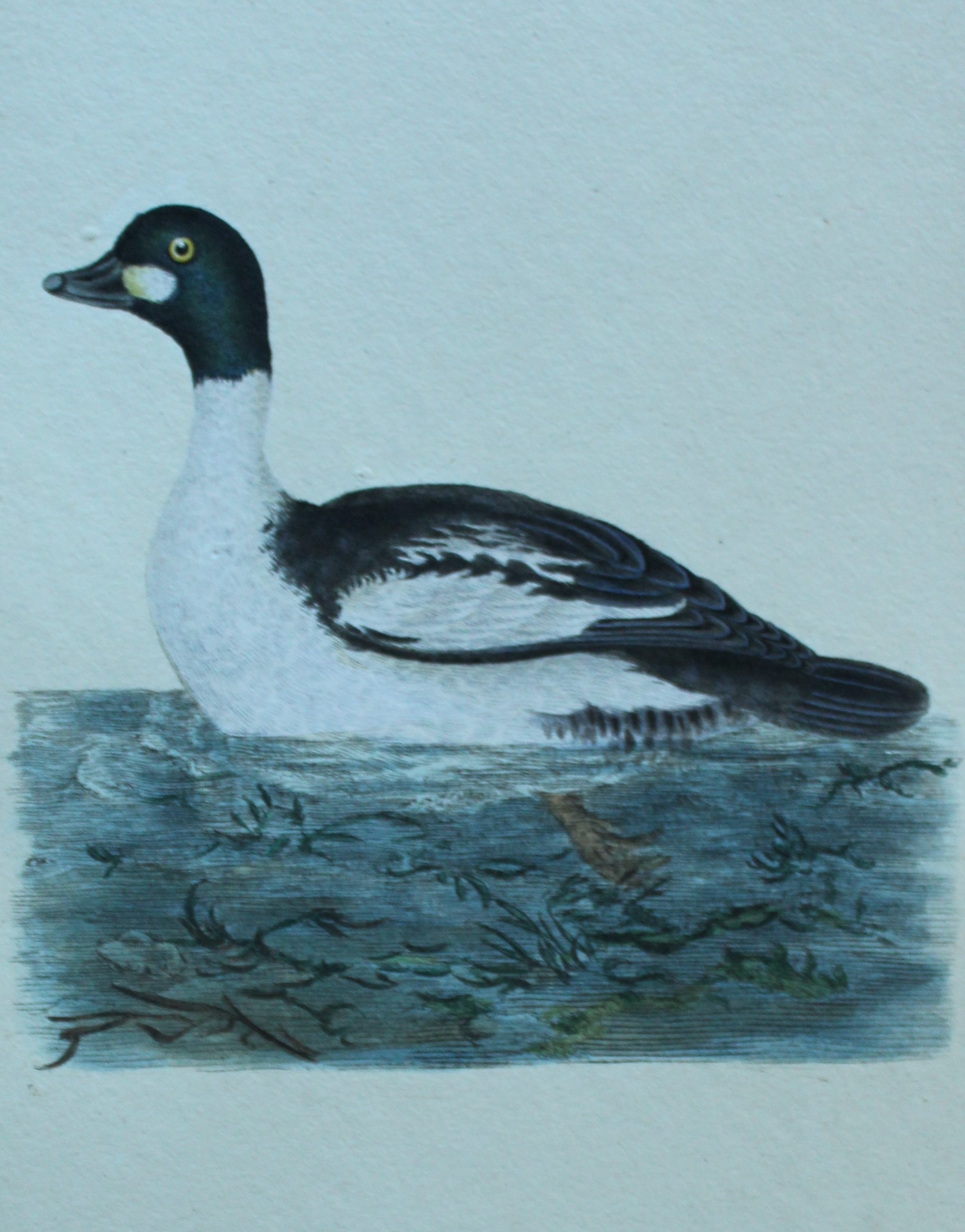 Edward Donovan - Hand-coloured engraving of Golden-eye Duck 1794