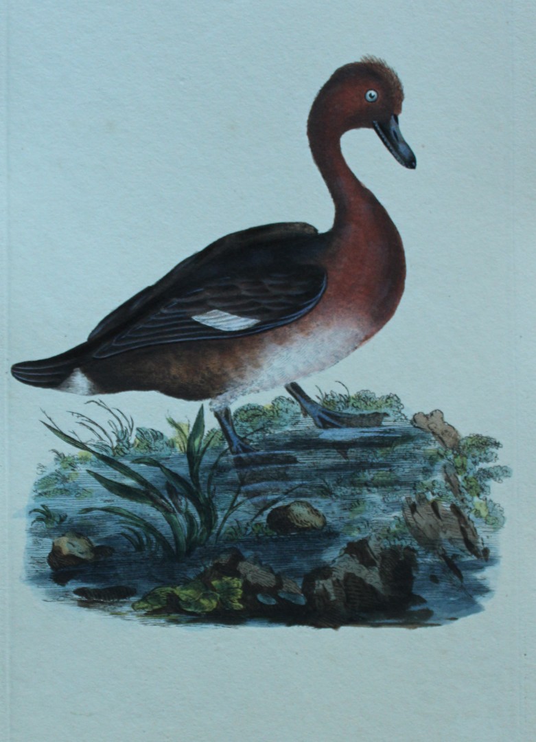Edward Donovan - Hand-coloured engraving of Ferruginous Duck 1794