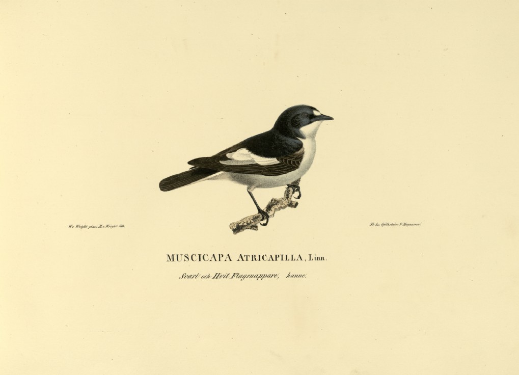 M. von Wright - Folio lithograph of Pied Flycatcher 1924