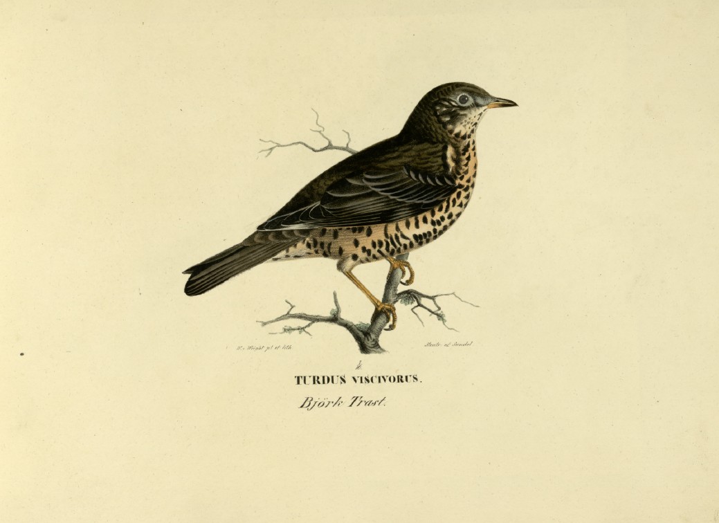 M. von Wright - Folio lithograph of Song Thrush 1924
