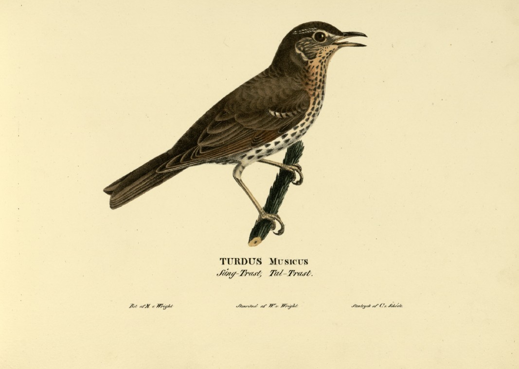 M. von Wright - Folio lithograph of Missel Thrush 1924