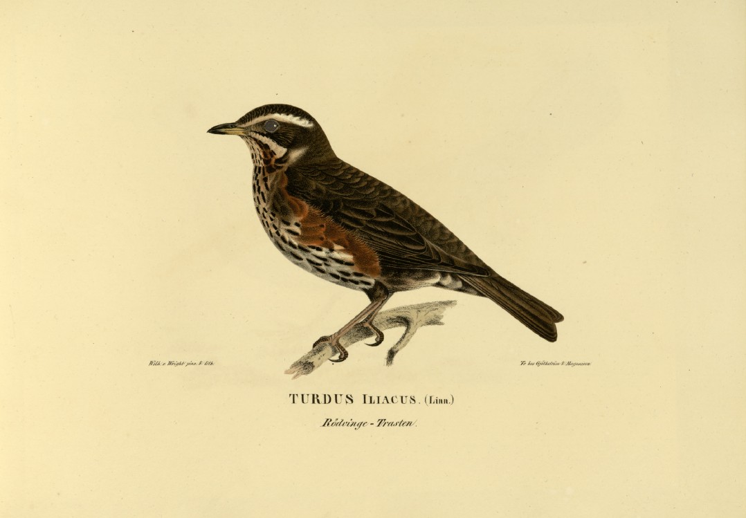 M. von Wright - Folio lithograph of Redwing 1924