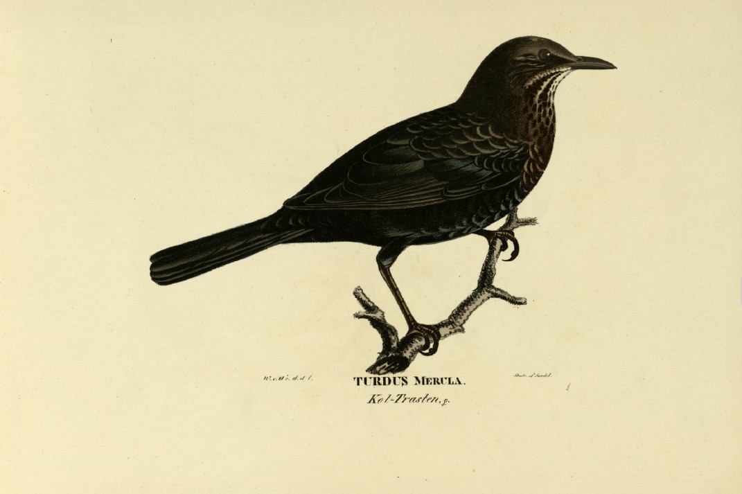 M. von Wright - Folio lithograph of female Blackbird 1924