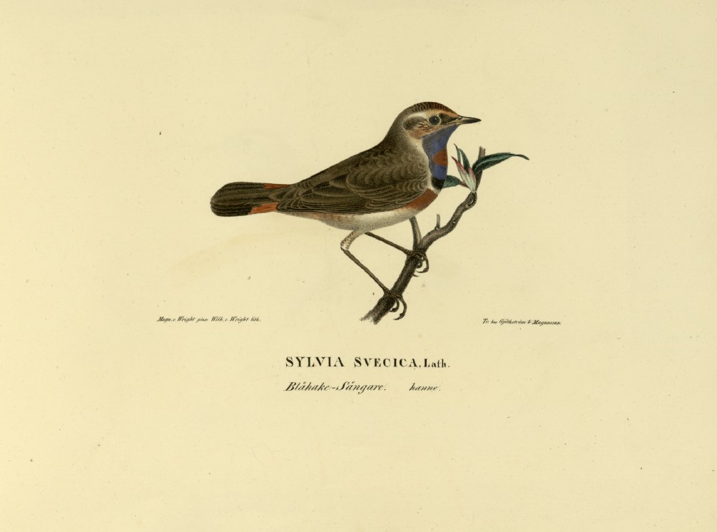 M. von Wright - Folio lithograph of Bluethroat 1924