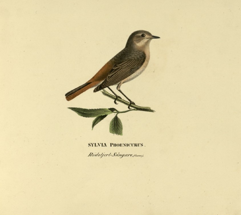 M. von Wright - Folio lithograph of female Redstart 1924
