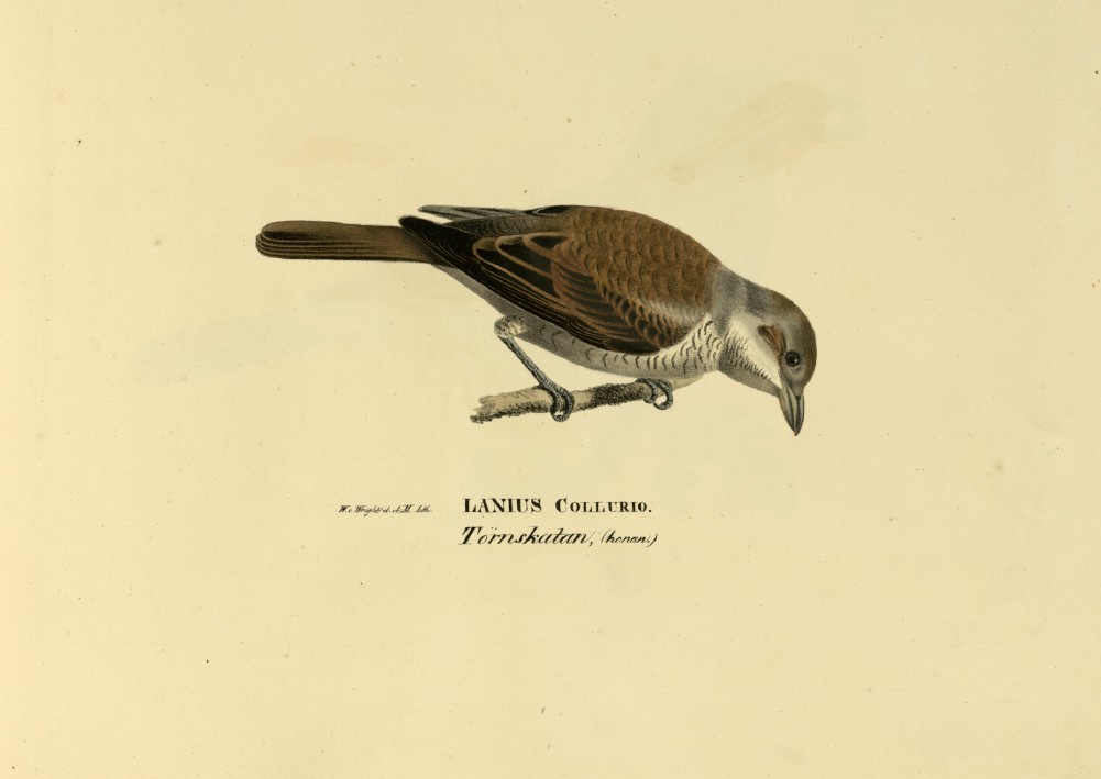M. von Wright - Folio lithograph of female Red-backed Shrike 1924