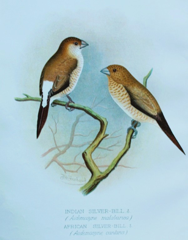 FW Frohawk - Antique print of foreign finches 1899