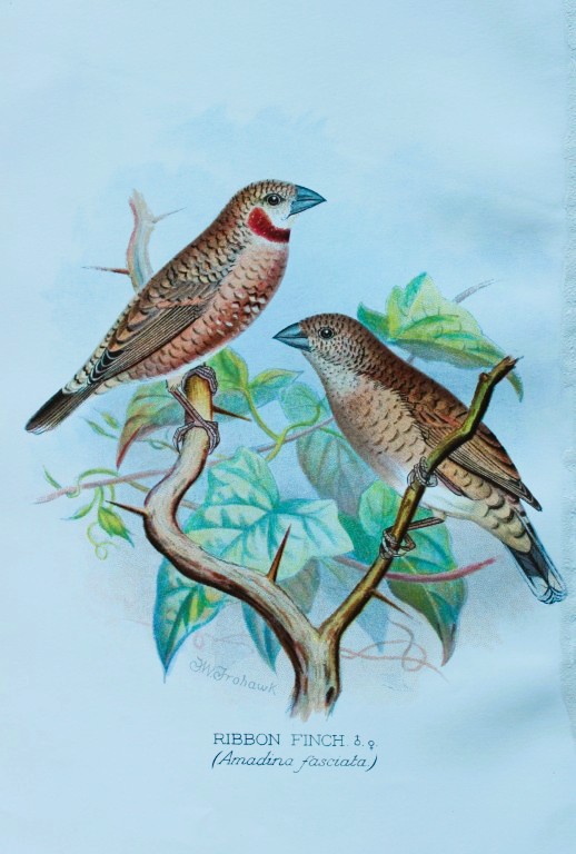FW Frohawk - Antique print of foreign finches 1899