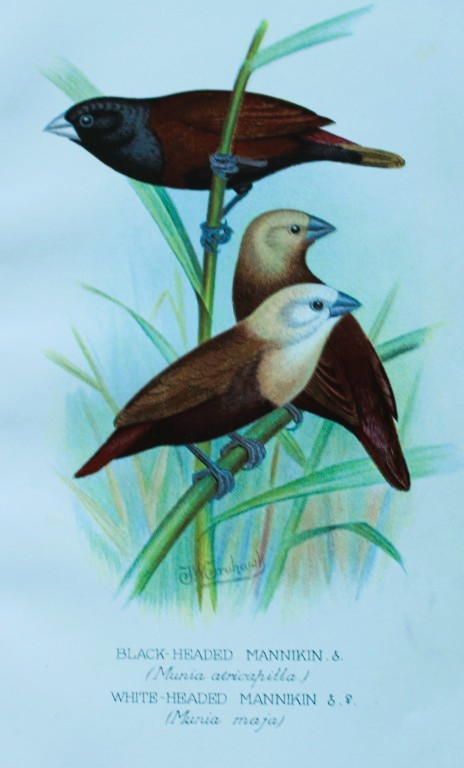FW Frohawk - Antique print of foreign finches 1899