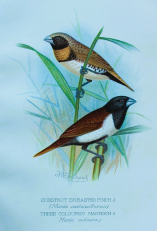 FW Frohawk - Antique print of foreign finches 1899