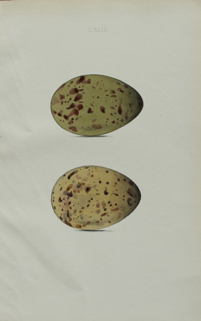 W Hewitson - Hand coloured engraving of Richardson's Arctic Gull eggs 1856