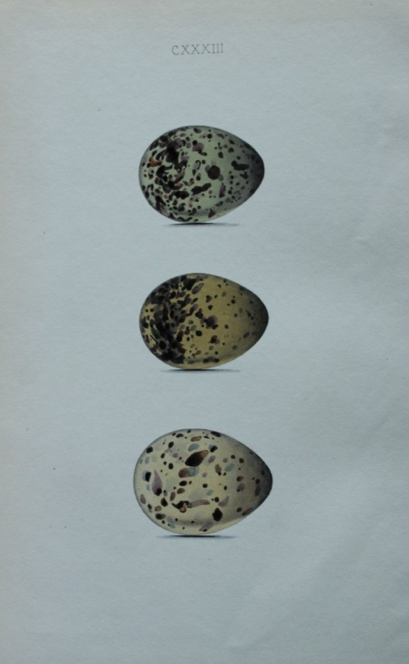 W Hewitson - Hand coloured engraving of Common Tern and Arctic Tern eggs 1856