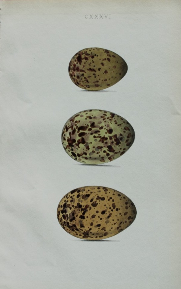 W Hewitson - Hand coloured engraving of Little Gull and Black-headed Gull eggs 1856