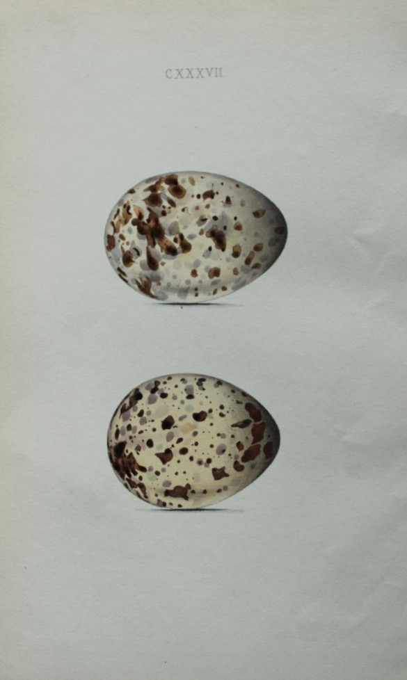 W Hewitson - Hand coloured engraving of Kittiwake eggs 1856