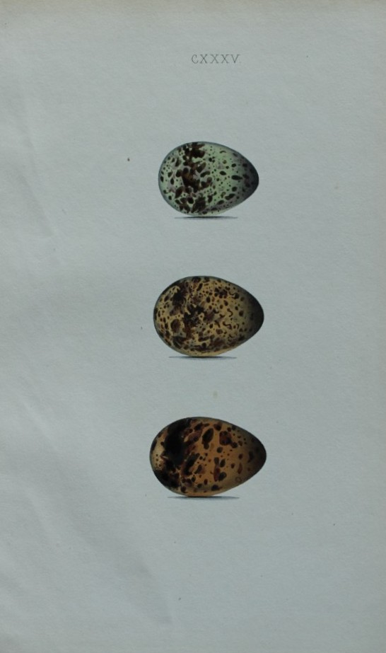 W Hewitson - Hand coloured engraving of Black Tern eggs 1856