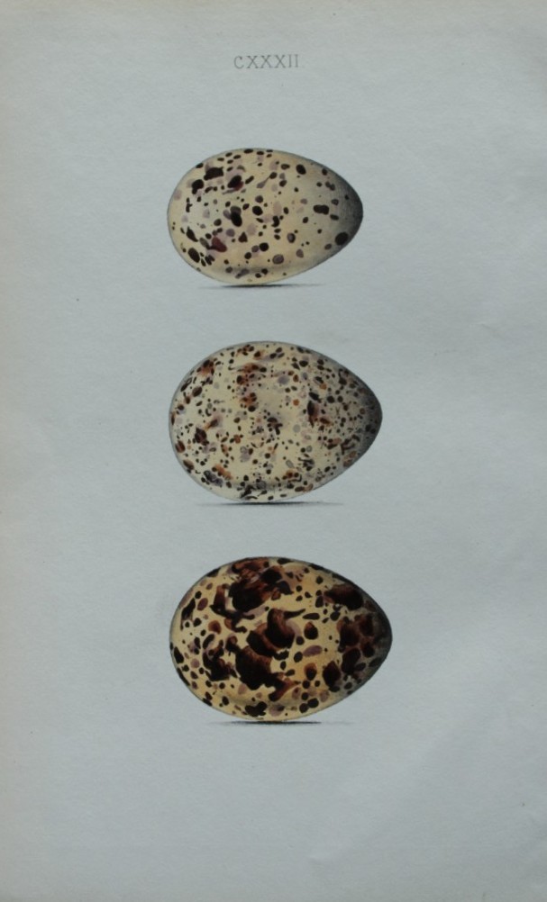 W Hewitson - Hand coloured engraving of Sandwich Tern and Roseate Tern eggs 1856