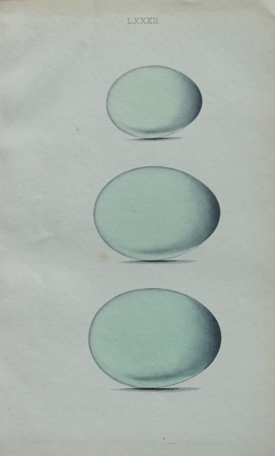 W Hewitson - Hand coloured engraving of Heron, Night Heron & Purple Heron eggs 1856