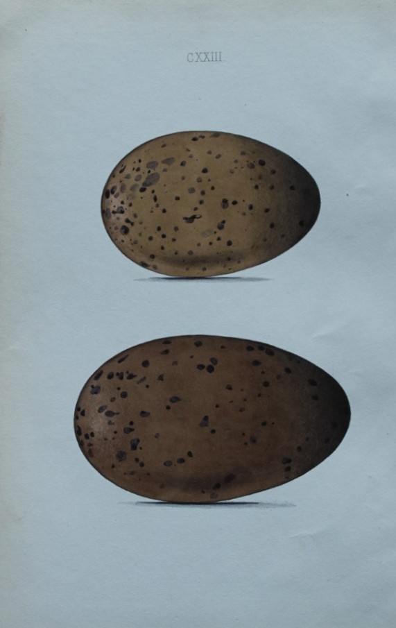 W Hewitson - Hand coloured engraving of Black-throated Diver and Red-throated Diver eggs 1856