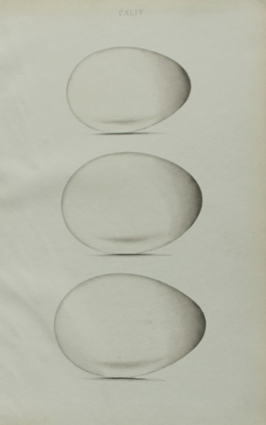 W Hewitson - Hand coloured engraving of Fulmar Petrel, Greater Shearwater & Shearwater Petrel eggs 1856