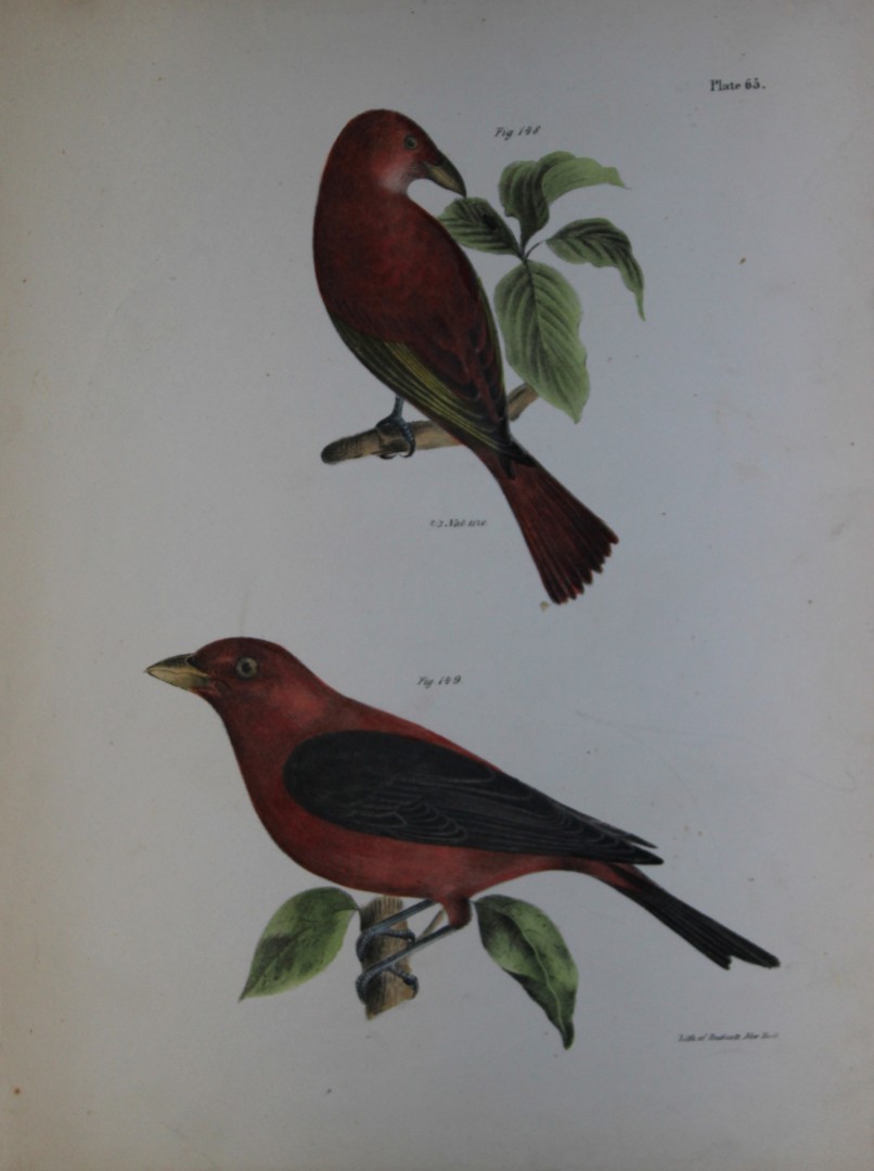 James E DeKay - Plate LXV  The Redbird and  The Black-winged Redbird 1844