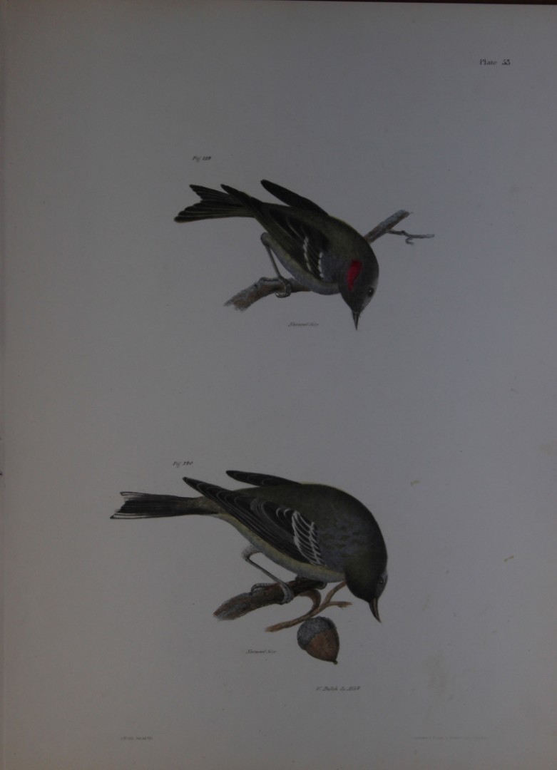 James E DeKay - Plate LV  The Worm-eating Warbler and The Blue-winged Warbler 1844
