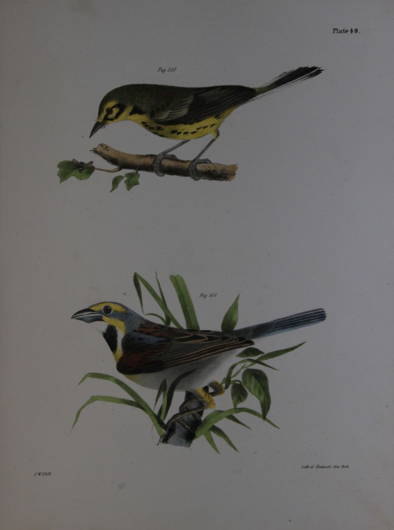James E DeKay - Plate XLIX  The Prairie Warbler and The Black-throated Bunting  1844