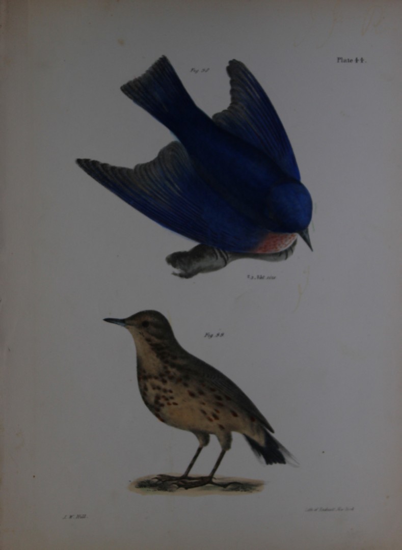 James E DeKay - Plate XLIV  The Bluebird and The American Titlark   1844
