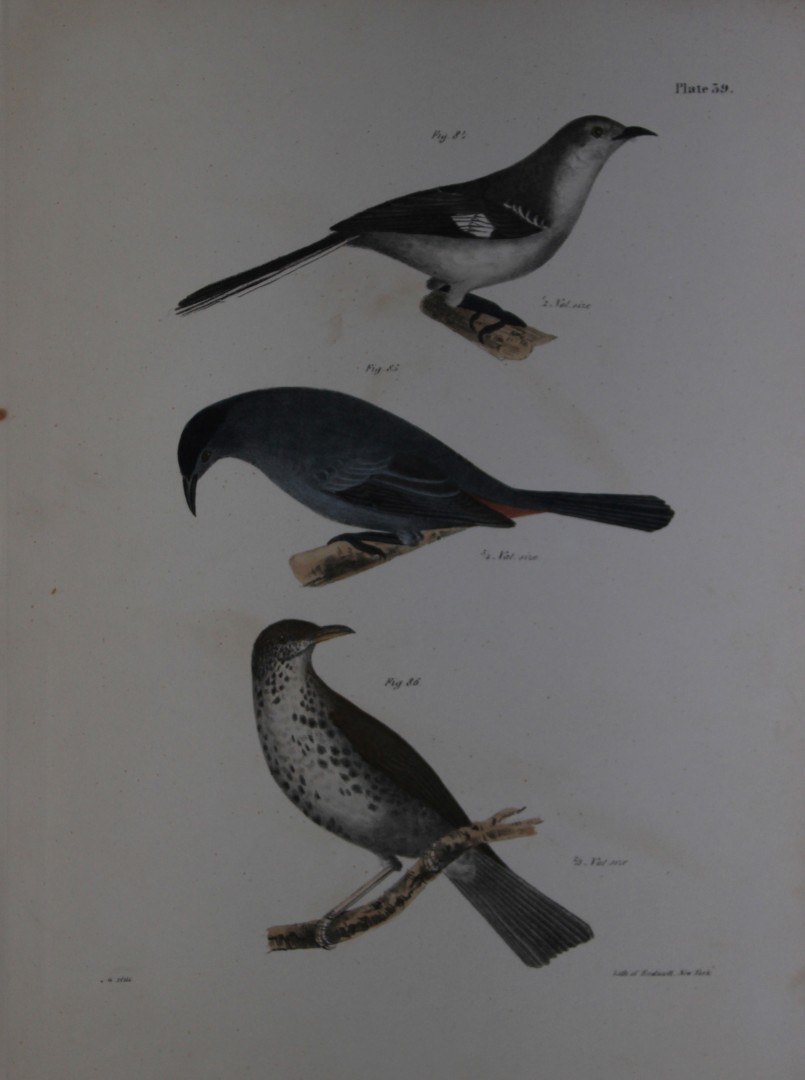 James E DeKay - Plate XXXIX  The Mocking-bird, The Cat-bird and The Wood Thrush 1844