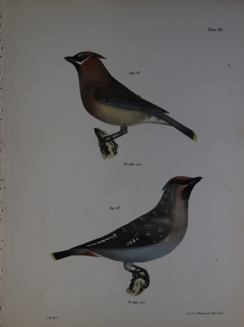 James E DeKay - Plate XXVI  The Cedar-bird and The Bohemian Waxwing 1844