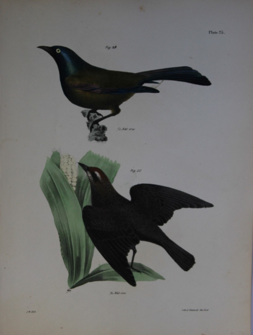 James E DeKay - Plate XXIII  The Common Crow Blackbird and The Rusty Crow Blackbird 1844