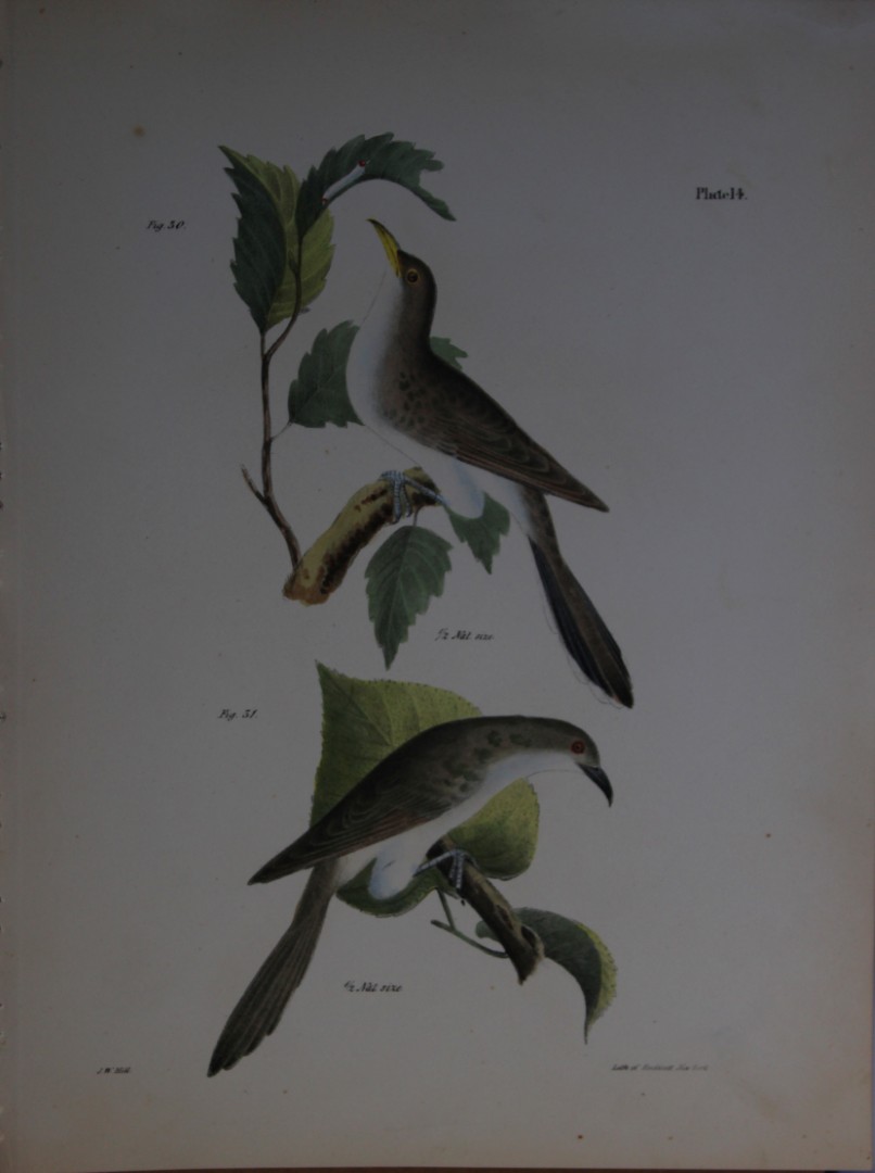 James E DeKay -Plate XIV  The Yellow-billed Cuckoo and The Black-billed Cuckoo 1844