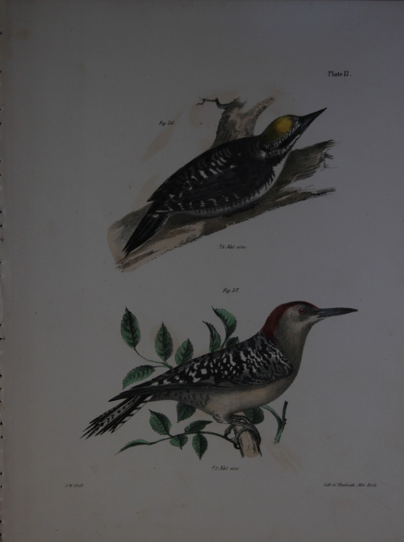 James E DeKay - Plate XVII  The Arctic Woodpecker and The Red-bellied Woodpecker 1844