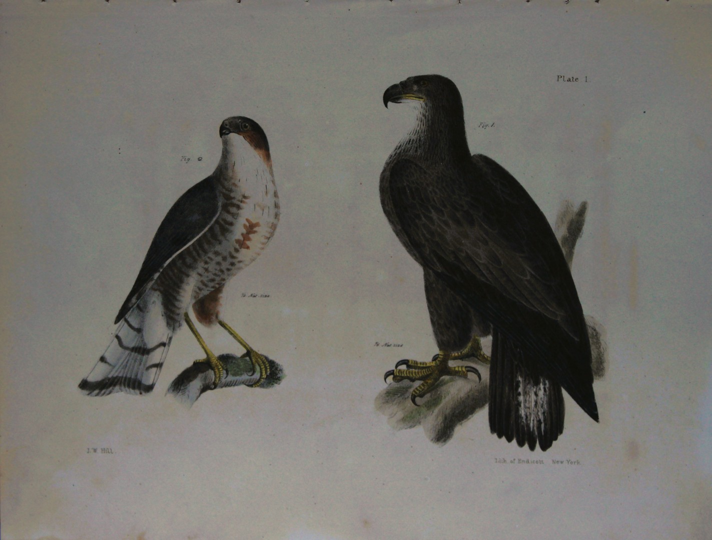 James E DeKay - Plate I  The Bald Eagle and The Slate-colored Hawk 1844