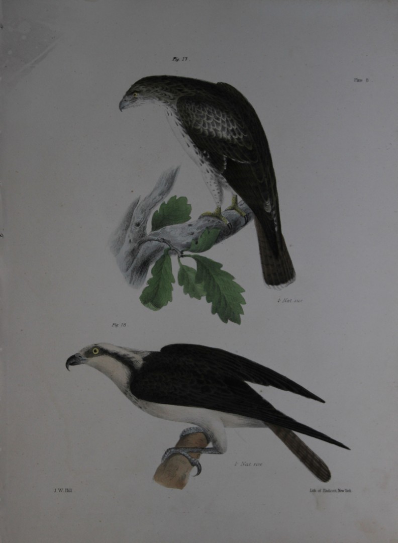 James E DeKay -Plate VIII  The Red-tailed Buzzard and The Fish Hawk 1844