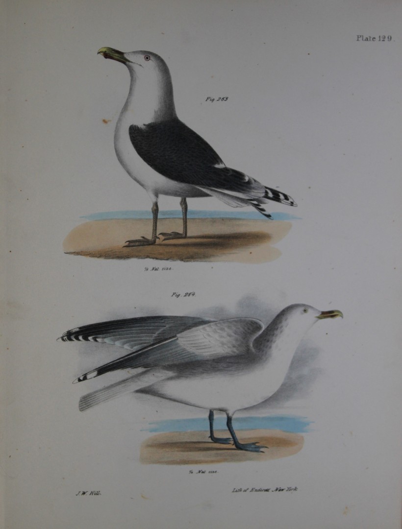 James E DeKay - Plate CXXIX  The Great Black-backed Gull  and The Winter Gull  1844