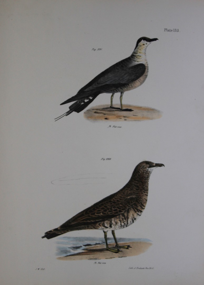 James E DeKay - Plate CXXXIII  The Arctic Hawk Gull and The Pomarine Hawk Gull 1844