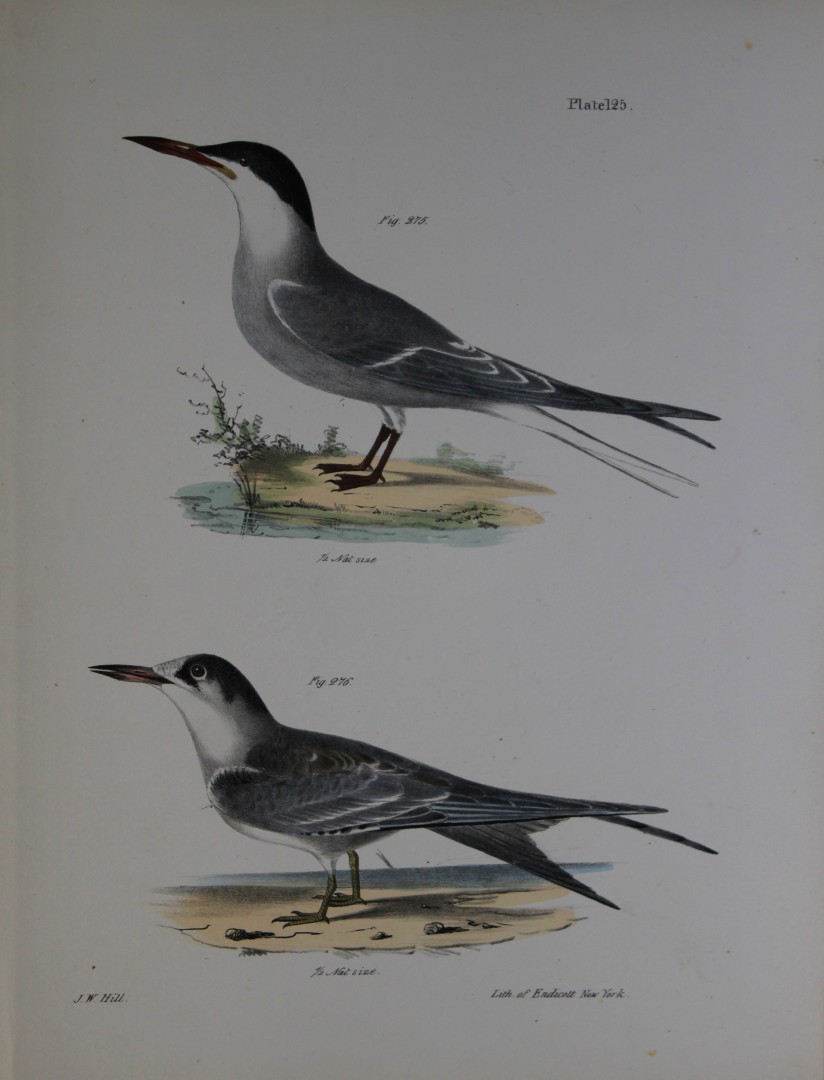 James E DeKay - Plate CXXV  The Common Tern, adult and young 1844