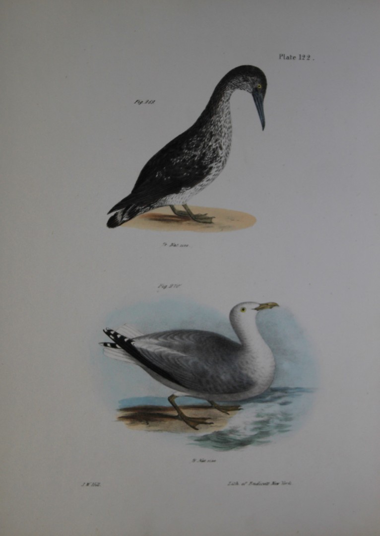 James E DeKay - Plate CXXII  The American Gannet, young and The Winter Gull 1844