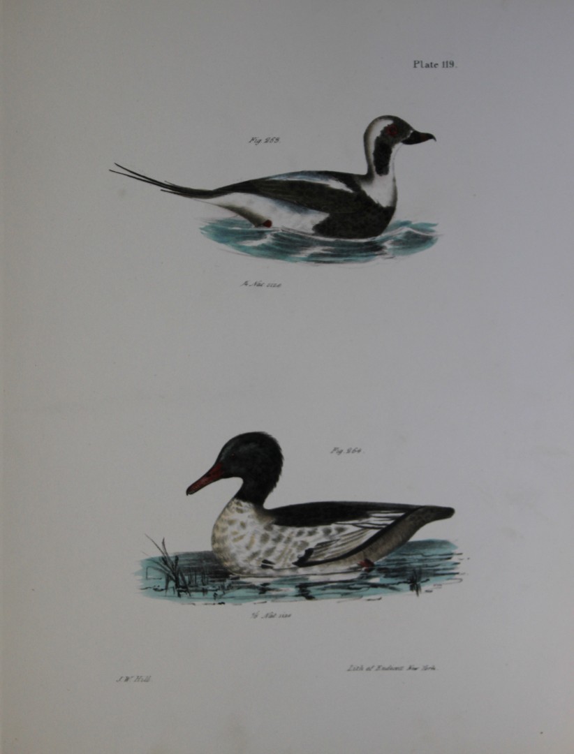 James E DeKay - Plate CXIX  The Oldwife and The Buff-breasted Sheldrake 1844