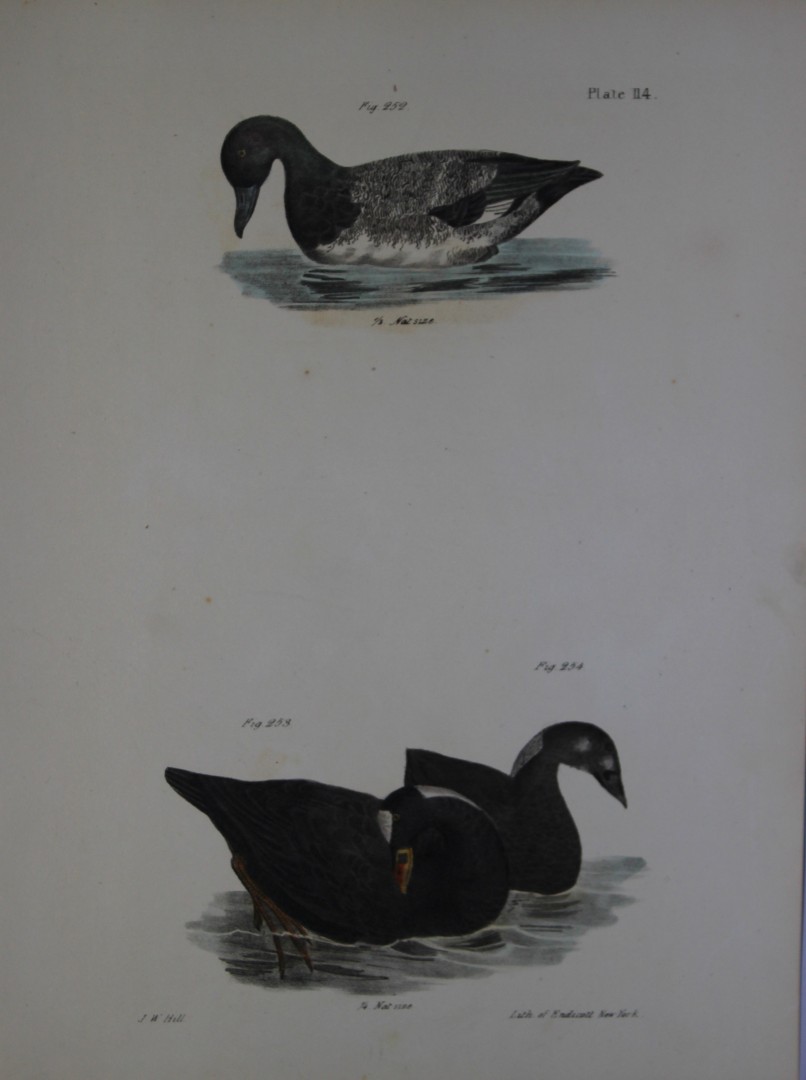 James E DeKay - Plate CXIV  The Broadbill and The Surf Duck or Coot, adult and young 1844