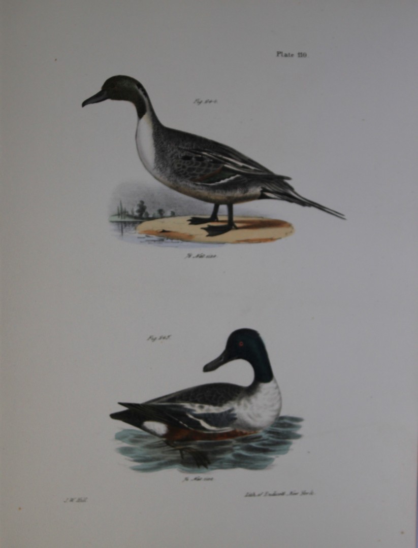 James E DeKay - Plate CX  The Pintail Duck and The Shoveller or Spoonbill  1844