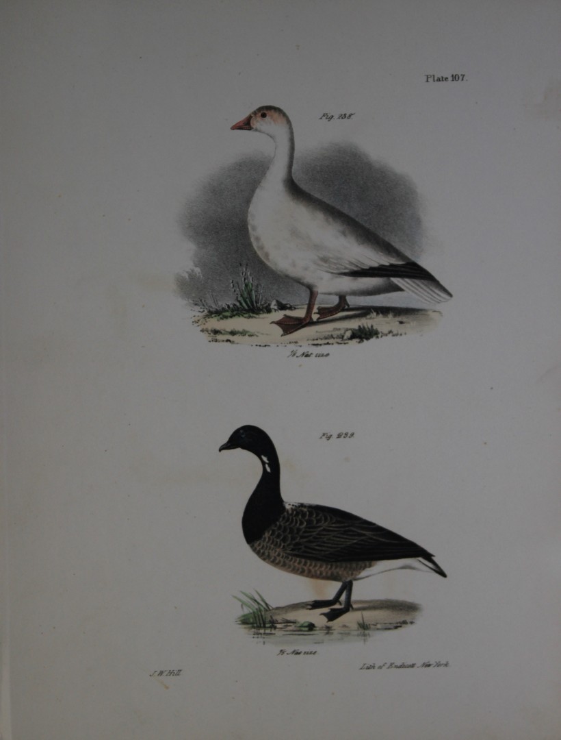 James E DeKay -Plate CVII  The Snow Goose and The Brant Goose 1844
